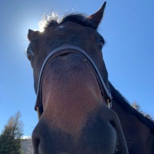 Meet your Posher, Annie